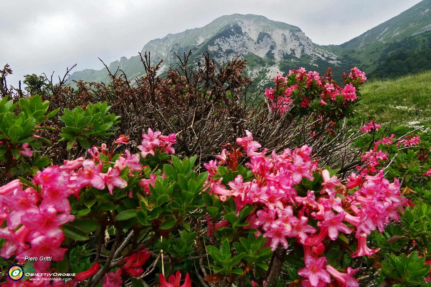 30 Rododendro irsuto (Rhododendron hirsutum).JPG -                                